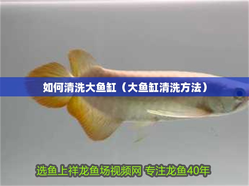 如何清洗大魚缸（大魚缸清洗方法）