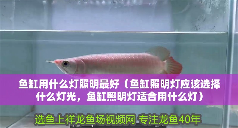 魚缸用什么燈照明最好（魚缸照明燈應該選擇什么燈光，魚缸照明燈適合用什么燈）
