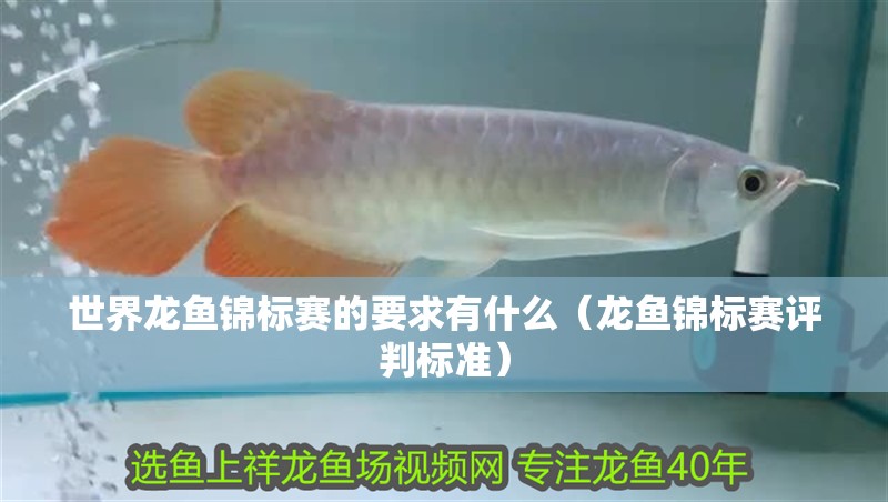 世界龍魚錦標賽的要求有什么（龍魚錦標賽評判標準）