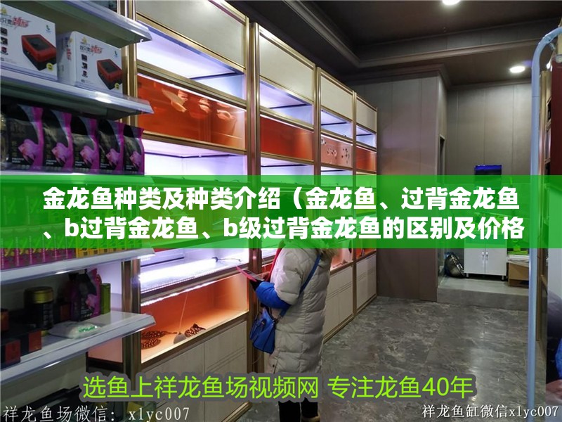 金龍魚種類及種類介紹（金龍魚、過背金龍魚、b過背金龍魚、b級過背金龍魚的區別及價格）