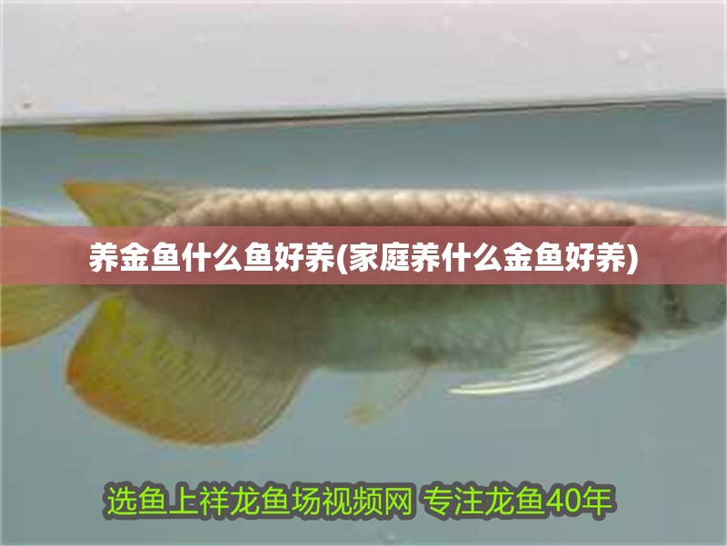 養(yǎng)金魚什么魚好養(yǎng)(家庭養(yǎng)什么金魚好養(yǎng)) 養(yǎng)金魚什么魚好養(yǎng)(家庭養(yǎng)什么金魚好養(yǎng)) 觀賞魚百科