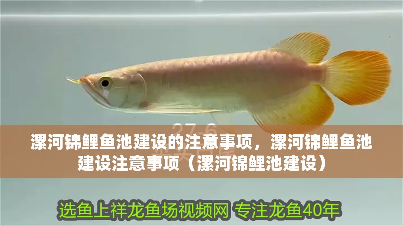 漯河錦鯉魚池建設的注意事項，漯河錦鯉魚池建設注意事項（漯河錦鯉池建設） 漯河錦鯉魚池建設的注意事項，漯河錦鯉魚池建設注意事項（漯河錦鯉池建設） 觀賞魚百科