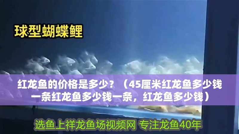 紅龍魚的價格是多少？（45厘米紅龍魚多少錢一條紅龍魚多少錢一條，紅龍魚多少錢）