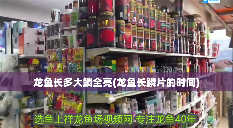 龍魚長多大鱗全亮(龍魚長鱗片的時間)
