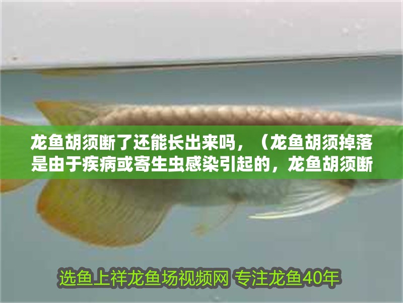 龍魚胡須斷了還能長出來嗎，（龍魚胡須掉落是由于疾病或寄生蟲感染引起的，龍魚胡須斷了怎么辦）