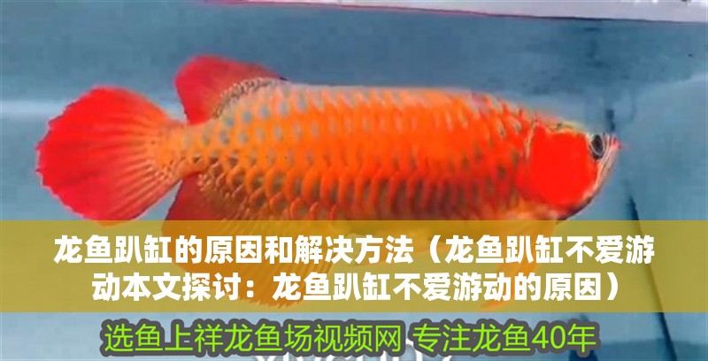 龍魚趴缸的原因和解決方法（龍魚趴缸不愛游動(dòng)本文探討：龍魚趴缸不愛游動(dòng)的原因）