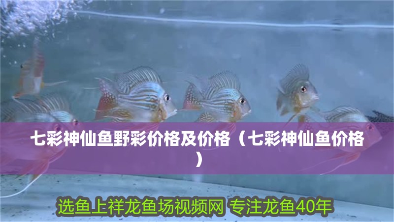 七彩神仙魚野彩價格及價格（七彩神仙魚價格） 七彩神仙魚野彩價格及價格（七彩神仙魚價格） 觀賞魚百科