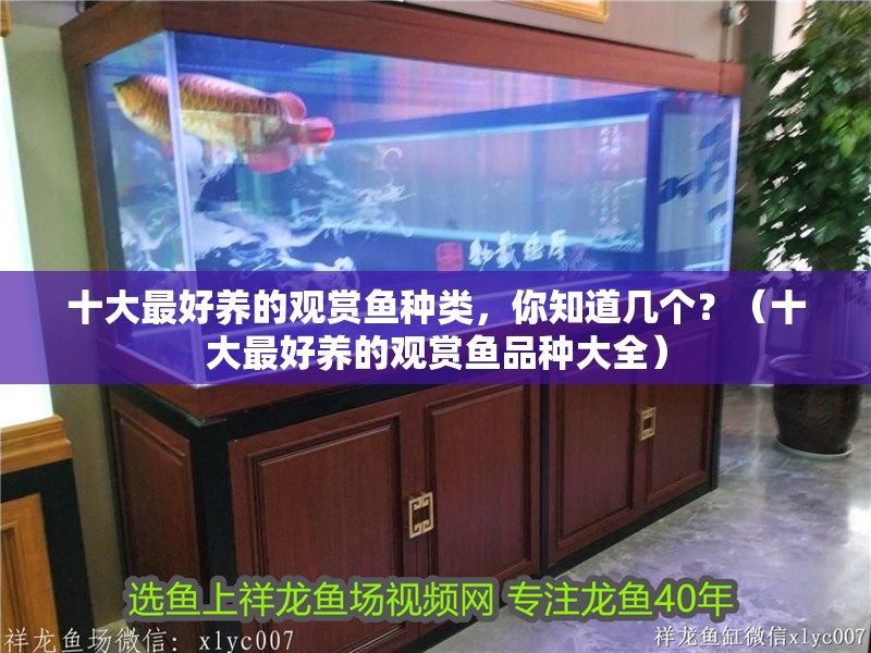 十大最好養(yǎng)的觀賞魚種類，你知道幾個？（十大最好養(yǎng)的觀賞魚品種大全）