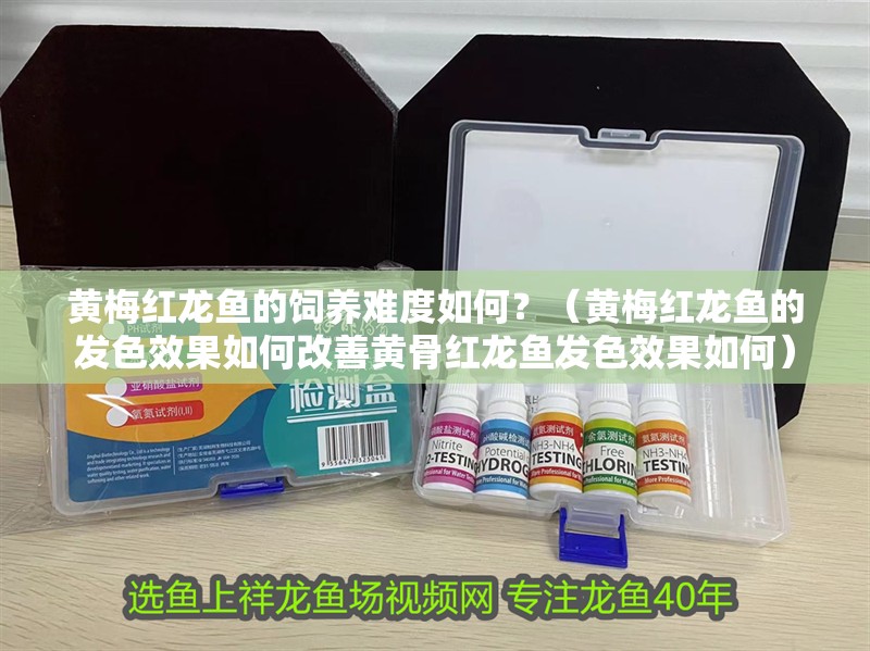 黃梅紅龍魚的飼養難度如何？（黃梅紅龍魚的發色效果如何改善黃骨紅龍魚發色效果如何） 黃梅紅龍魚的飼養難度如何？（黃梅紅龍魚的發色效果如何改善黃骨紅龍魚發色效果如何） 觀賞魚百科 第3張