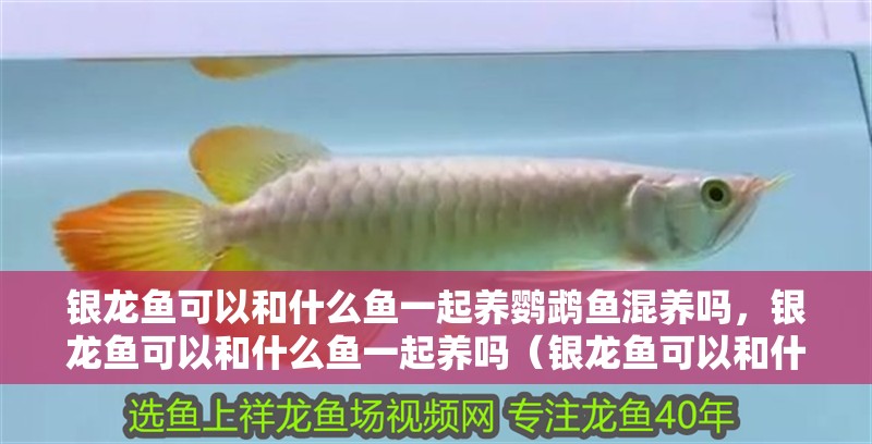銀龍魚可以和什么魚一起養鸚鵡魚混養嗎，銀龍魚可以和什么魚一起養嗎（銀龍魚可以和什么魚一起養鸚鵡魚一起養鸚鵡魚混養嗎） 銀龍魚可以和什么魚一起養鸚鵡魚混養嗎，銀龍魚可以和什么魚一起養嗎（銀龍魚可以和什么魚一起養鸚鵡魚一起養鸚鵡魚混養嗎） 觀賞魚百科 第2張
