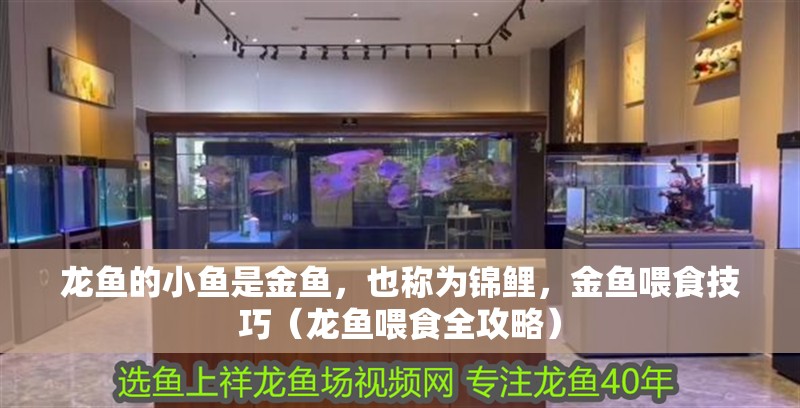 龍魚的小魚是金魚，也稱為錦鯉，金魚喂食技巧（龍魚喂食全攻略） 龍魚的小魚是金魚，也稱為錦鯉，金魚喂食技巧（龍魚喂食全攻略） 觀賞魚百科 第4張