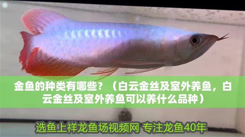金魚(yú)的種類有哪些？（<strong><mark>白云</mark></strong>金絲及室外養(yǎng)魚(yú)，<strong><mark>白云</mark></strong>金絲及室外養(yǎng)魚(yú)可以養(yǎng)什么品種）