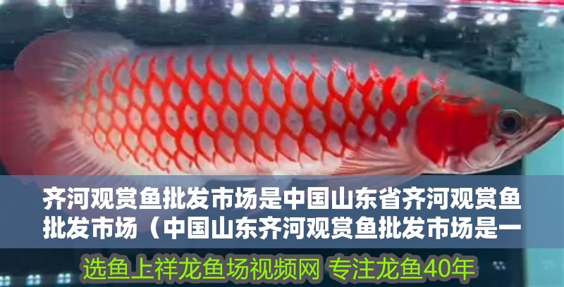 齊河觀賞魚批發市場是中國山東省齊河觀賞魚批發市場（中國山東齊河觀賞魚批發市場是一個提供優質觀賞魚和養殖設備的專業市場）