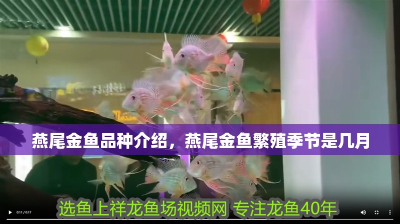 燕尾金魚品種介紹，燕尾金魚繁殖季節(jié)是幾月