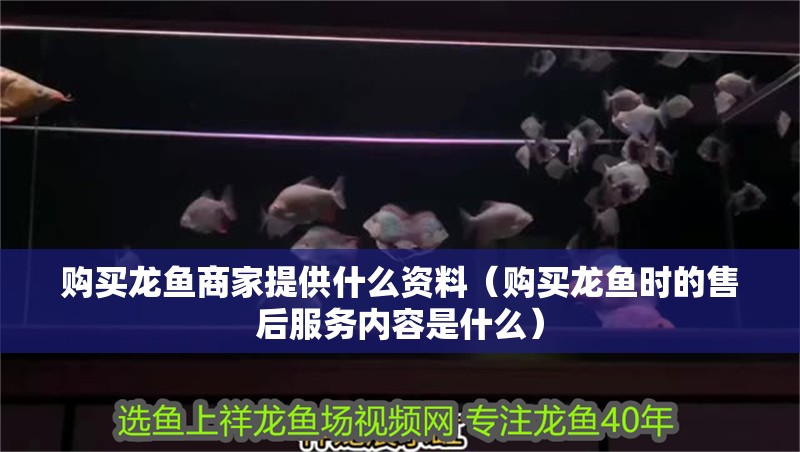 購(gòu)買龍魚商家提供什么資料（購(gòu)買龍魚時(shí)的售后服務(wù)內(nèi)容是什么）