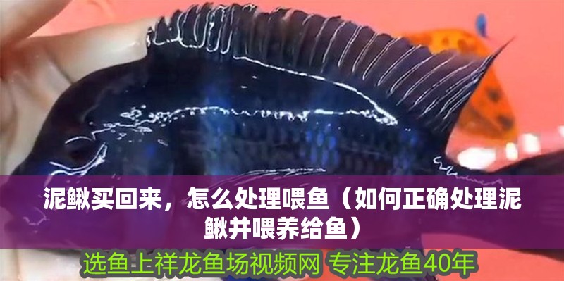泥鰍買回來，怎么處理喂魚（如何正確處理泥鰍并喂養給魚）