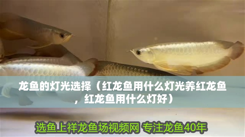 龍魚的燈光選擇（紅龍魚用什么燈光養紅龍魚，紅龍魚用什么燈好）