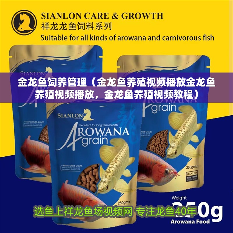 金龍魚飼養(yǎng)管理（金龍魚養(yǎng)殖視頻播放金龍魚養(yǎng)殖視頻播放，金龍魚養(yǎng)殖視頻教程）