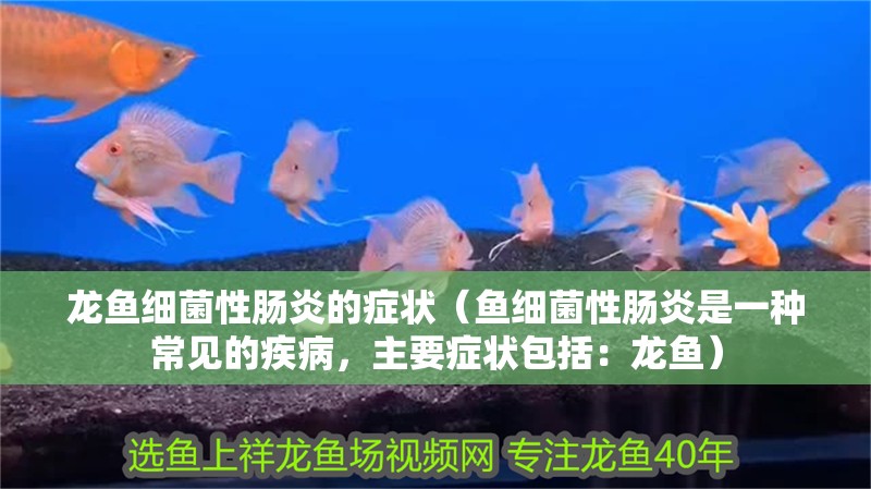 龍魚(yú)細(xì)菌性腸炎的癥狀（魚(yú)細(xì)菌性腸炎是一種常見(jiàn)的疾病，主要癥狀包括：龍魚(yú)）