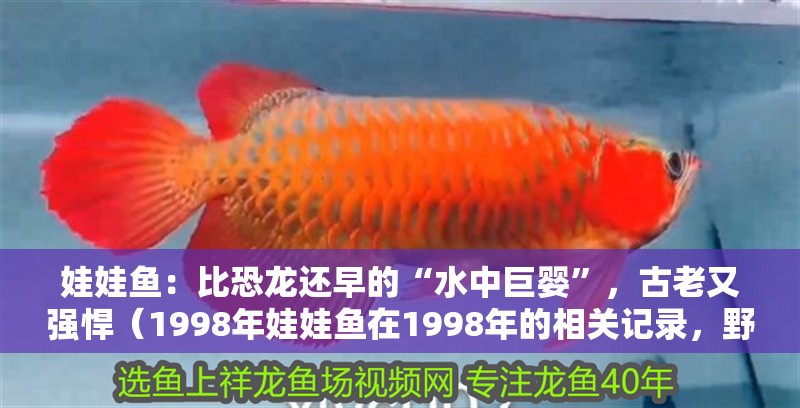 娃娃魚：比恐龍還早的“水中巨嬰”，古老又強悍（1998年娃娃魚在1998年的相關記錄，野生娃娃魚僅剩2成）