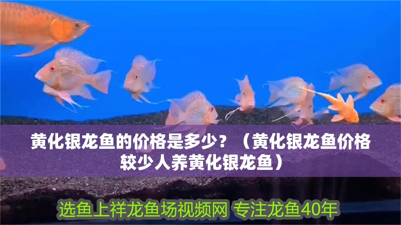 黃化銀龍魚的價(jià)格是多少？（黃化銀龍魚價(jià)格較少人養(yǎng)黃化銀龍魚）
