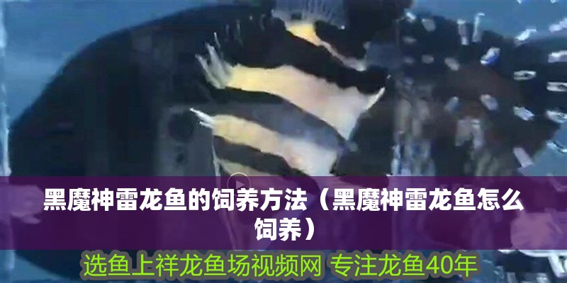 黑魔神雷龍魚的飼養方法（黑魔神雷龍魚怎么飼養）