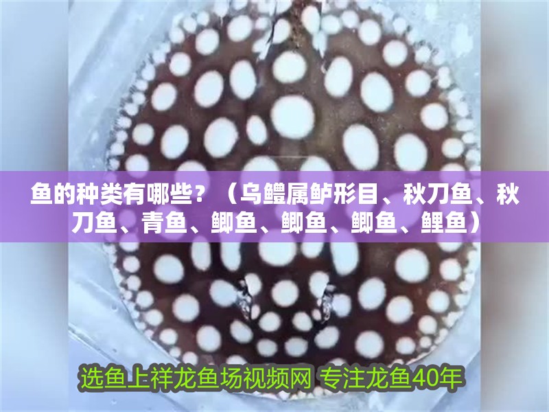 魚的種類有哪些？（烏鱧屬鱸形目、秋刀魚、秋刀魚、青魚、鯽魚、鯽魚、鯽魚、鯉魚）
