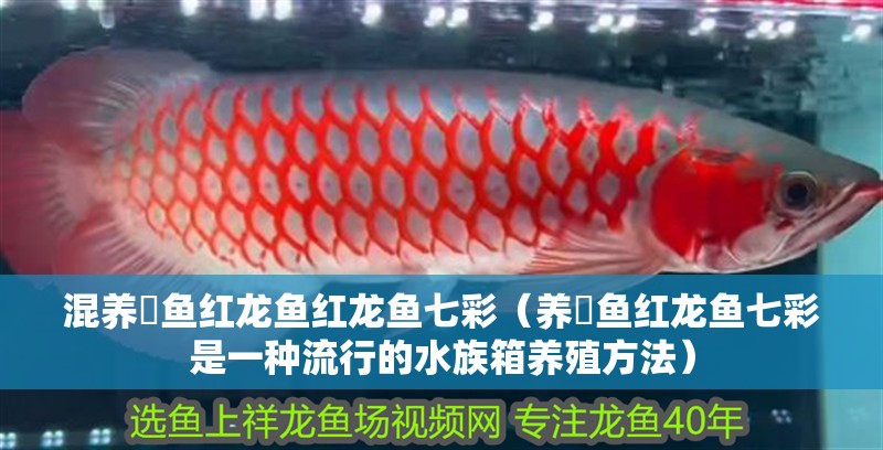 混養魟魚紅龍魚紅龍魚七彩（養魟魚紅龍魚七彩是一種流行的水族箱養殖方法）