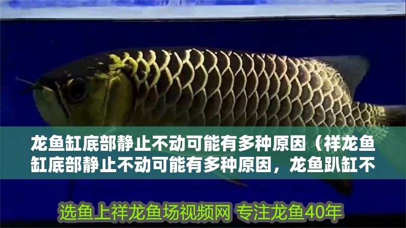 龍魚缸底部靜止不動可能有多種原因（祥龍魚缸底部靜止不動可能有多種原因，龍魚趴缸不動）