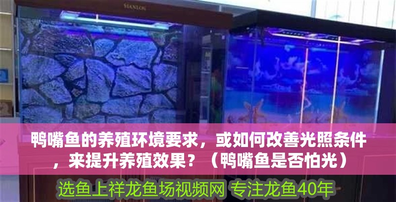 鴨嘴魚的養(yǎng)殖環(huán)境要求，或如何改善光照條件，來(lái)提升養(yǎng)殖效果？（鴨嘴魚是否怕光）