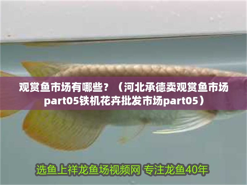 觀賞魚市場有哪些？（河北<strong><mark>承德</mark></strong>賣觀賞魚市場part05鐵機花卉批發市場part05）