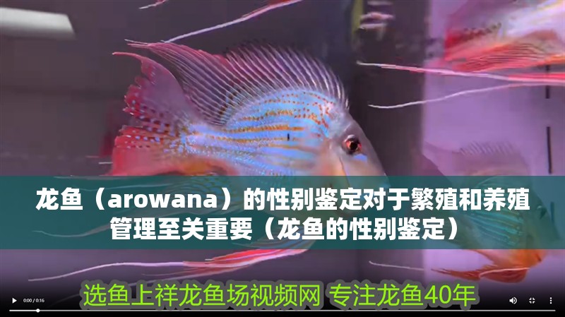 龍魚（arowana）的性別鑒定對于繁殖和養殖管理至關重要（龍魚的性別鑒定）
