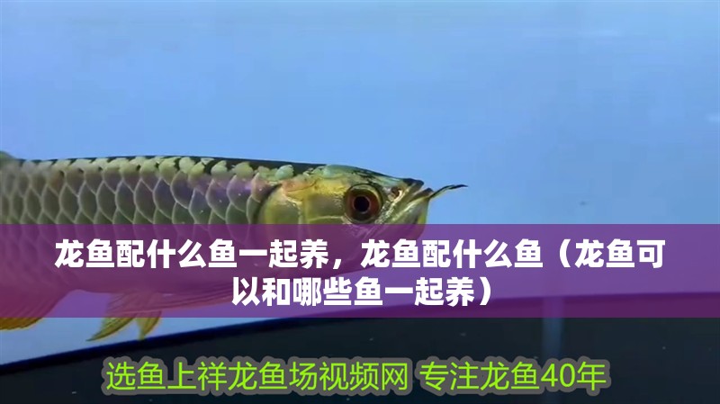 龍魚配什么魚一起養，龍魚配什么魚（龍魚可以和哪些魚一起養）