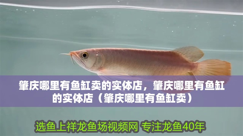 肇慶哪里有魚缸賣的實體店，肇慶哪里有魚缸的實體店（肇慶哪里有魚缸賣）