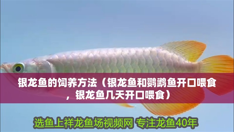 銀龍魚的飼養方法（銀龍魚和鸚鵡魚開口喂食，銀龍魚幾天開口喂食）