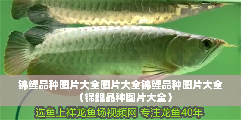 錦鯉品種圖片大全圖片大全錦鯉品種圖片大全（錦鯉品種圖片大全）