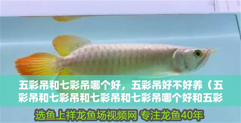 五彩吊和七彩吊哪個好，五彩吊好不好養（五彩吊和七彩吊和七彩吊和七彩吊哪個好和五彩吊哪個好）