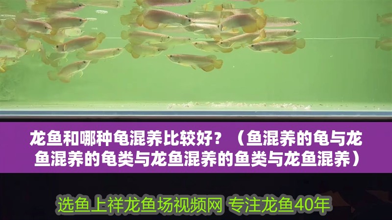 龍魚(yú)和哪種龜混養(yǎng)比較好？（魚(yú)混養(yǎng)的龜與龍魚(yú)混養(yǎng)的龜類(lèi)與龍魚(yú)混養(yǎng)的魚(yú)類(lèi)與龍魚(yú)混養(yǎng)）