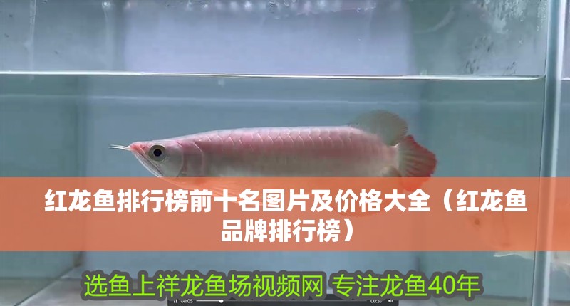 紅龍魚排行榜前十名圖片及價(jià)格大全（紅龍魚品牌排行榜）