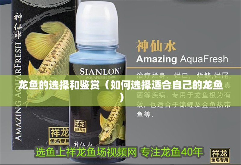 龍魚的選擇和鑒賞（如何選擇適合自己的龍魚）