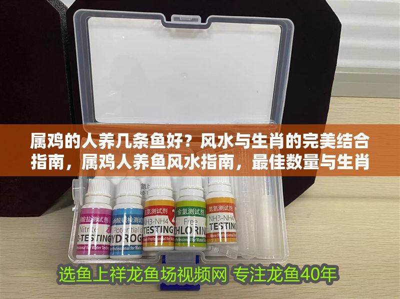 屬雞的人養(yǎng)幾條魚(yú)好？風(fēng)水與生肖的完美結(jié)合指南，屬雞人養(yǎng)魚(yú)風(fēng)水指南，最佳數(shù)量與生肖運(yùn)勢(shì)解析 屬雞的人養(yǎng)幾條魚(yú)好？風(fēng)水與生肖的完美結(jié)合指南，屬雞人養(yǎng)魚(yú)風(fēng)水指南，最佳數(shù)量與生肖運(yùn)勢(shì)解析 龍魚(yú)百科 第1張