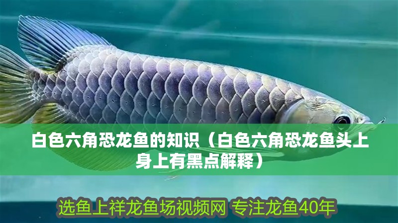 白色六角恐龍魚的知識（白色六角恐龍魚頭上身上有黑點解釋） 白色六角恐龍魚的知識（白色六角恐龍魚頭上身上有黑點解釋） 觀賞魚百科 第2張