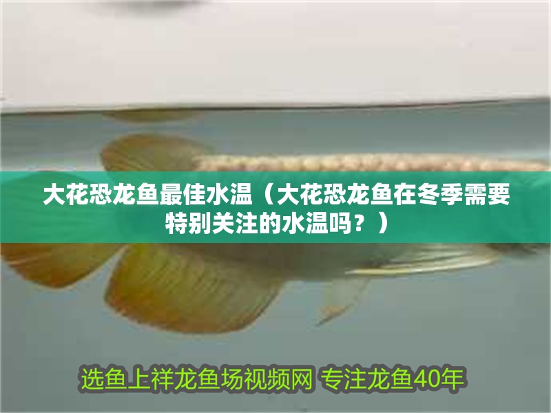 大花恐龍魚最佳水溫（大花恐龍魚在冬季需要特別關注的水溫嗎？） 大花恐龍魚最佳水溫（大花恐龍魚在冬季需要特別關注的水溫嗎？） 觀賞魚百科
