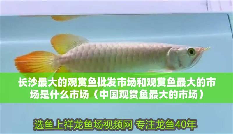 長沙最大的觀賞魚批發市場和觀賞魚最大的市場是什么市場（中國觀賞魚最大的市場）