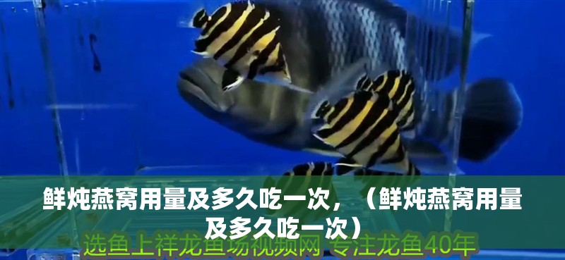 鮮燉燕窩用量及多久吃一次，（鮮燉燕窩用量及多久吃一次）