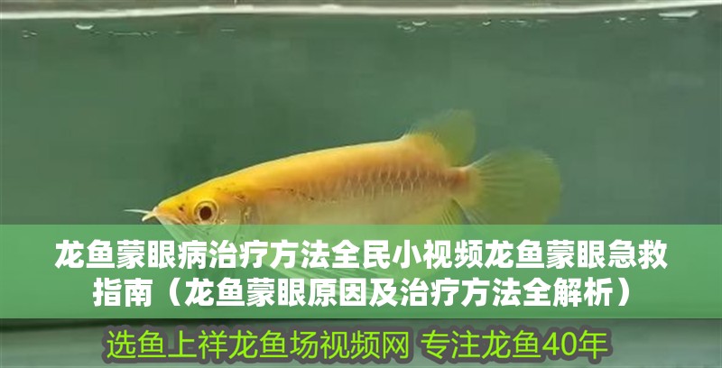 龍魚蒙眼病治療方法全民小視頻龍魚蒙眼急救指南（龍魚蒙眼原因及治療方法全解析）
