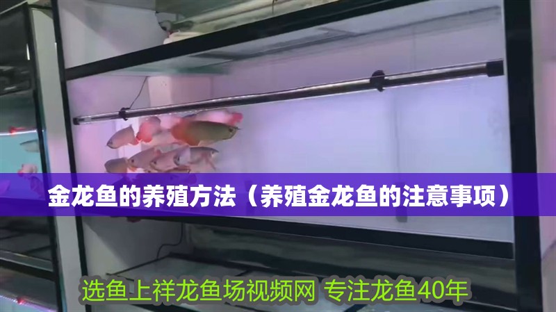 金龍魚的養殖方法（養殖金龍魚的注意事項） 金龍魚的養殖方法（養殖金龍魚的注意事項） 觀賞魚百科 第2張