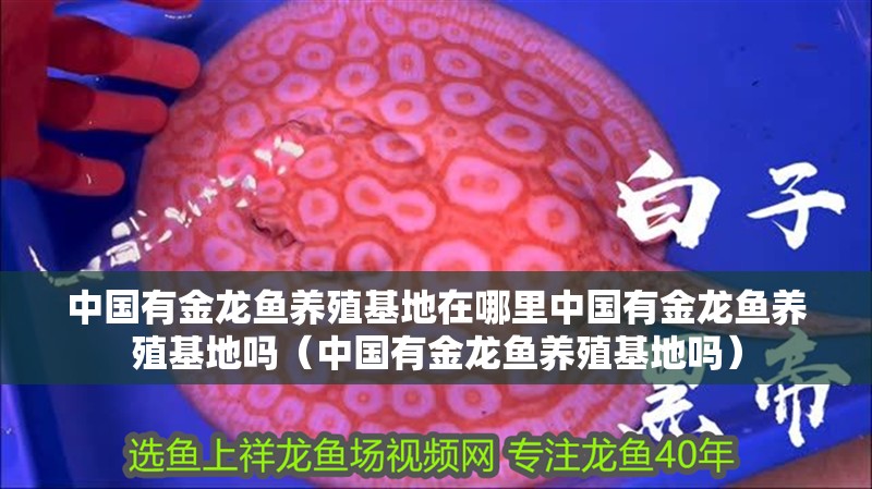 中國有金龍魚養殖基地在哪里中國有金龍魚養殖基地嗎（中國有金龍魚養殖基地嗎）
