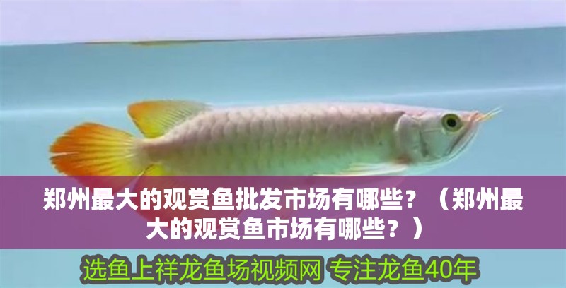 鄭州最大的觀賞魚(yú)批發(fā)市場(chǎng)有哪些？（鄭州最大的觀賞魚(yú)市場(chǎng)有哪些？）