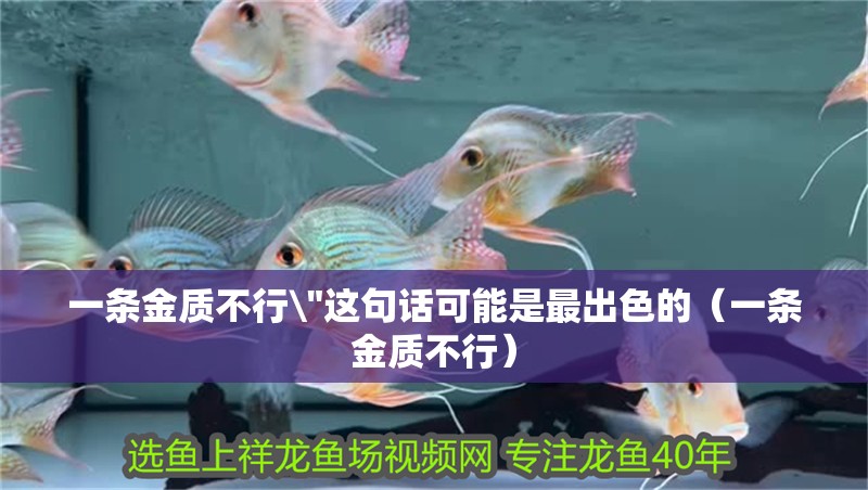 一條金質(zhì)不行\(zhòng)